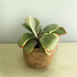 Potted succulent with broad green leaves edged in red