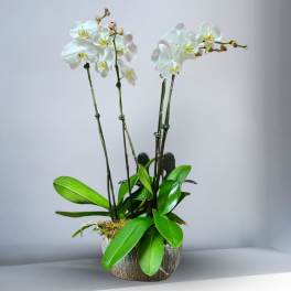 White orchids in a textured pot with broad green leaves