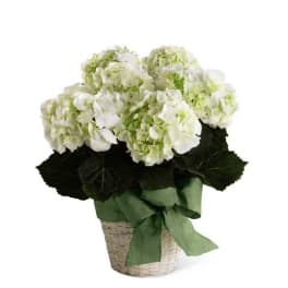 The FTD White Hydrangea Planter