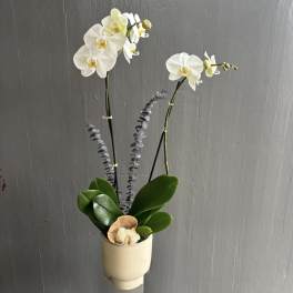 White orchids in a cream pot with broad green leaves