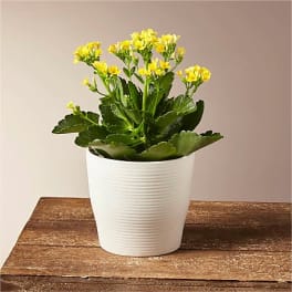 Yellow flowering plant in a white pot on a wooden surface