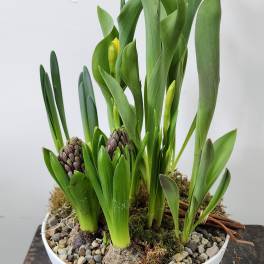 Potted arrangement of green leaves with purple flower buds in a white bowl