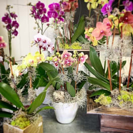 Potted orchids in white containers with moss accents