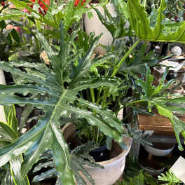 Potted tropical plant with large split green leaves