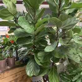 Large potted fiddle leaf fig plant with broad green leaves