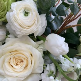 Close-up bouquet of white roses and a white tulip with dark green foliage