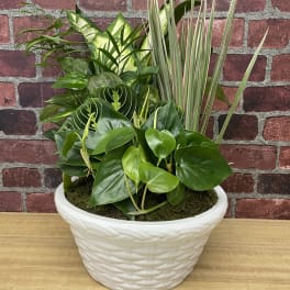 Mixed green houseplants in a white ceramic planter