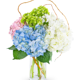 Sweet Hydrangea