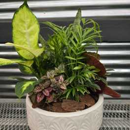 Mixed potted houseplants in a white ceramic planter