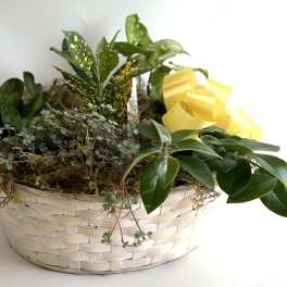 Mixed potted plants in a woven basket with a yellow ribbon