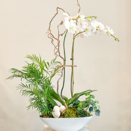 White orchid arrangement in a shallow white bowl with moss and branches