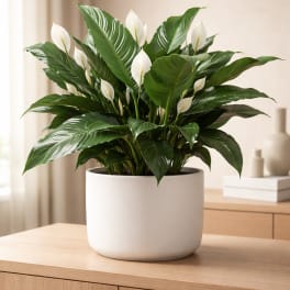Serenity White Peace Lily