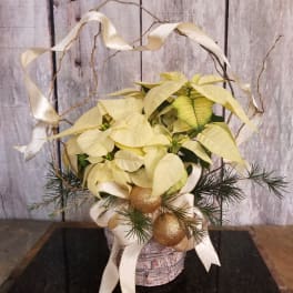 Pale yellow poinsettia arrangement in a basket with ribbon and gold ornaments