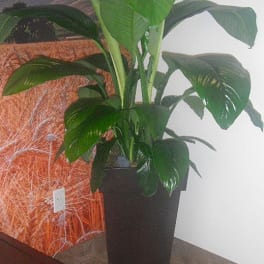 Tall green potted plant in a black square planter