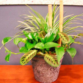 Potted green houseplant in a decorative container