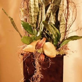 Tall arrangement of snake plants in a dark rectangular planter