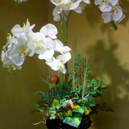 White orchid arrangement in a black pedestal vase