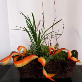Mixed succulent arrangement in a woven basket with orange ribbon loops