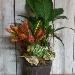Large potted tropical plant arrangement with colorful croton leaves