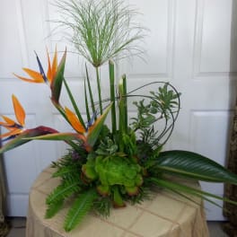 Tropical arrangement with bird of paradise flowers and succulents in a low container