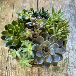 Round ceramic bowl filled with assorted green and blue-toned succulents on a rustic wooden surface