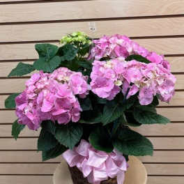 Pink Hydrangea in a 8" Basket