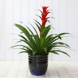 Potted bromeliad with red blooms in a black ceramic pot