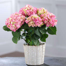 Potted Hydrangea plant