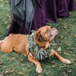 Dog lying on grass wearing a leafy floral collar