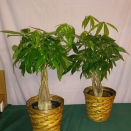 Two potted money trees in woven baskets