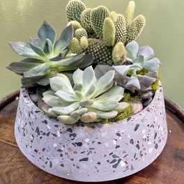 Succulent arrangement in a speckled round planter