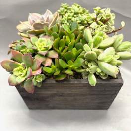 Succulent arrangement in a rectangular wooden planter
