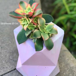 Small succulent arrangement in a pink geometric pot