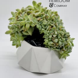Potted succulent arrangement in a white geometric planter