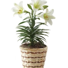 White lilies in a woven basket planter