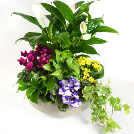 Mixed potted plants with white calla lilies and purple cyclamen in a bowl planter