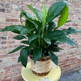 Peace Lily (Spathiphyllum) MEDIUM