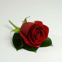 Single red rose with green leaves on a white background