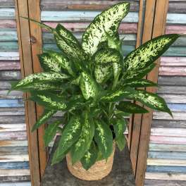 Potted green and cream variegated plant in a woven basket