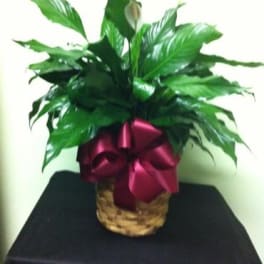 Potted peace lily with a burgundy ribbon in a woven basket