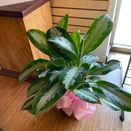 Potted green houseplant with broad variegated leaves and a pink ribbon