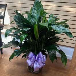 Large green potted plant with a purple ribbon bow