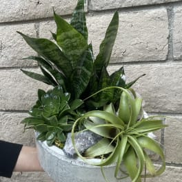 Potted arrangement of snake plants and succulents in a white bowl
