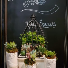 Succulent garden in white bird-embossed pots and a black cage with small colorful bird figurines below