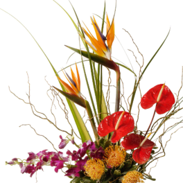 Tall tropical arrangement with birds of paradise, red anthuriums and orchids in a black vase