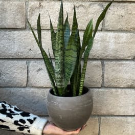 Potted snake plant with tall striped leaves in a gray planter