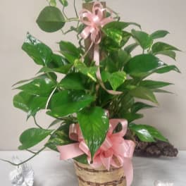 Potted green houseplant with pink ribbon in a woven basket