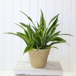 Potted green houseplant in a woven basket planter