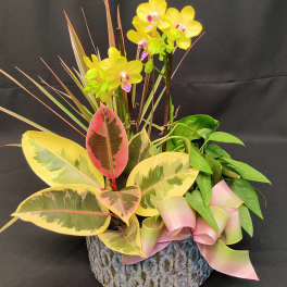 Potted orchid arrangement with variegated rubber plant leaves and a pink ribbon