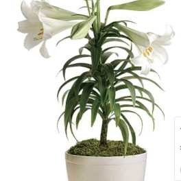 Easter Lily Plant